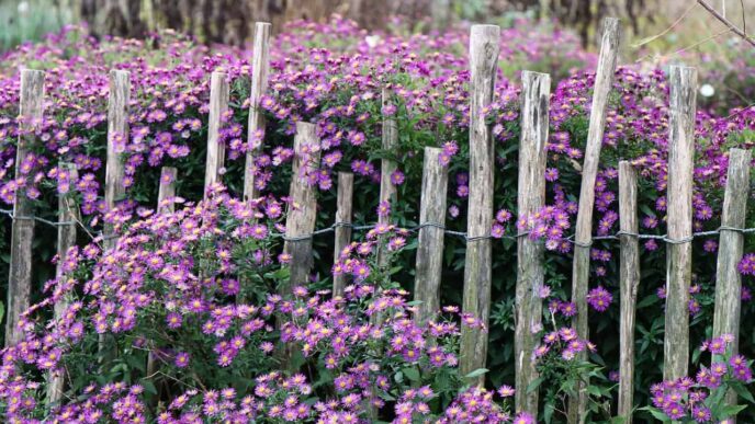 Functional Garden Fences For Beautiful Gardens 