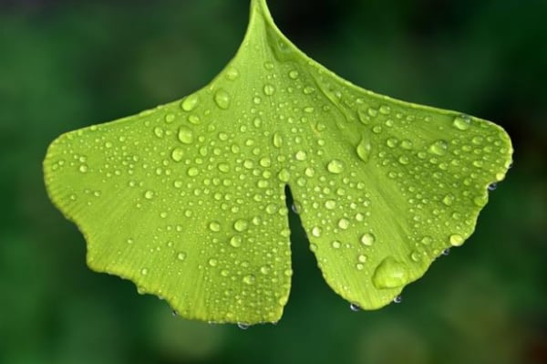 1731139685 741 Why Do People Love To Order White Elephant Kratom Online