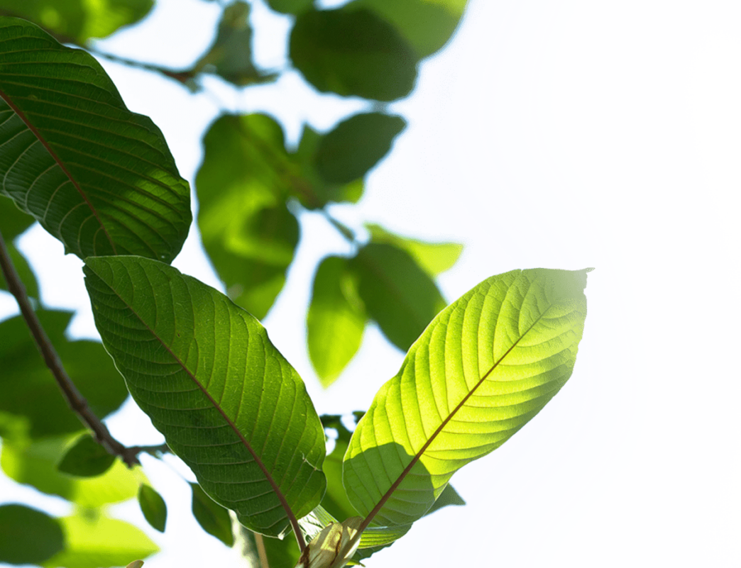 5 Amazing Characteristics That Are Making Green Maeng Da Kratom Popular
