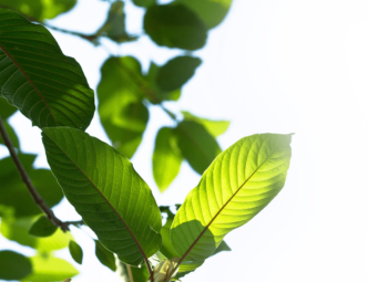 5 Amazing Characteristics That Are Making Green Maeng Da Kratom Popular