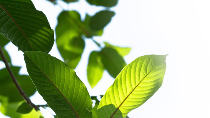 5 Amazing Characteristics That Are Making Green Maeng Da Kratom Popular