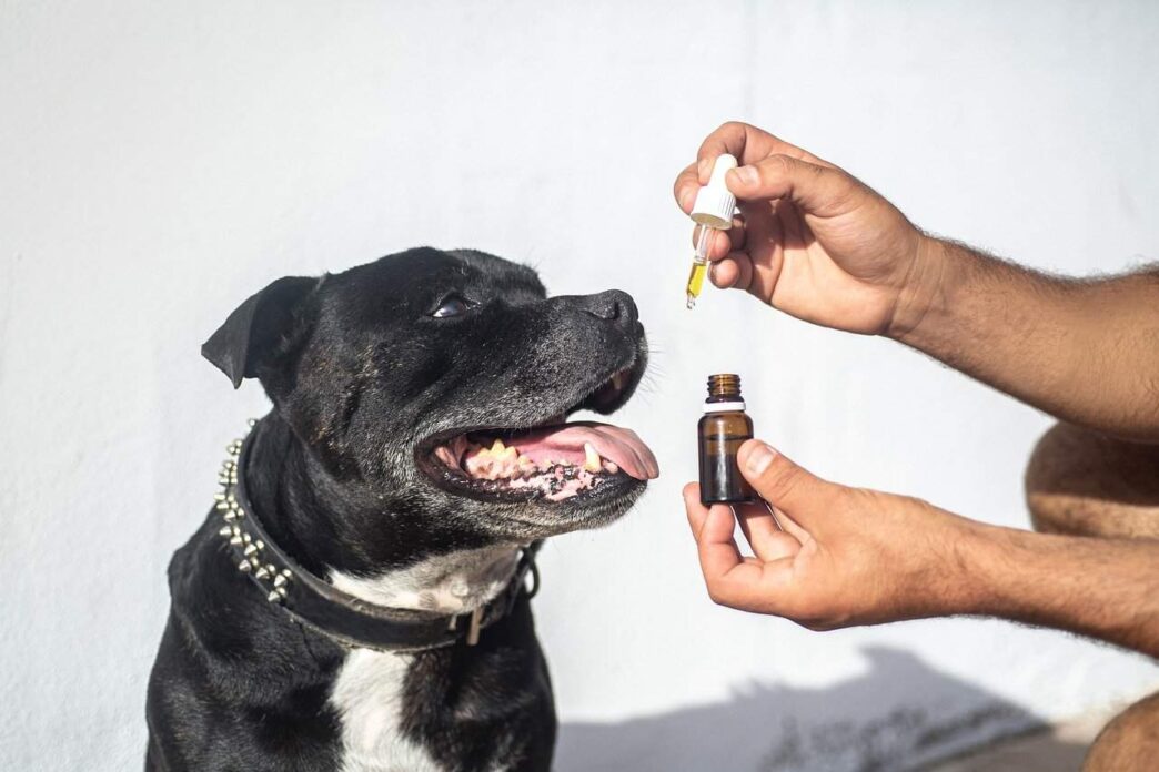 CBD Oils For Dog Ailments