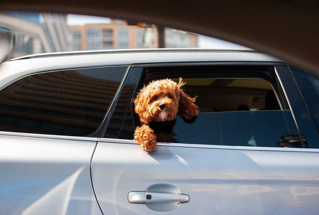 7 Tips to Help Your Dog Lose Weight