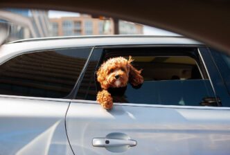 7 Tips to Help Your Dog Lose Weight