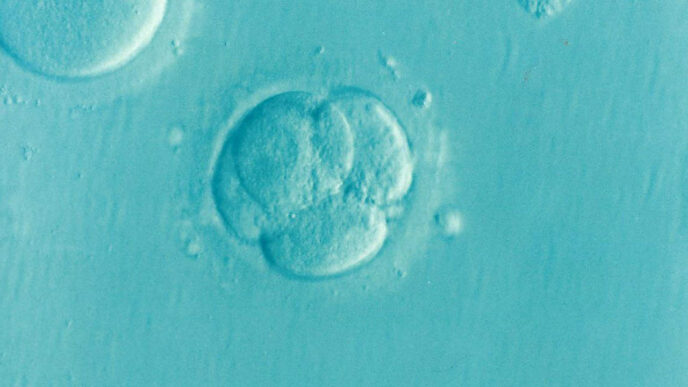 Essentials in Understanding and Embracing the IVF Process
