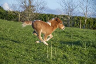 How To Care For Your Miniature Horse: A Beginner’s Guide