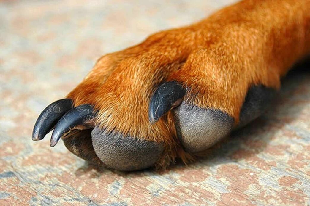 Causes & Treatment Of Dog Paw Pad Peeling