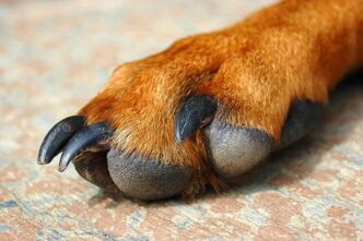 Causes & Treatment Of Dog Paw Pad Peeling