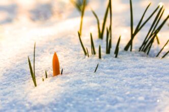 How to Pass the Time Over Winter and Spring
