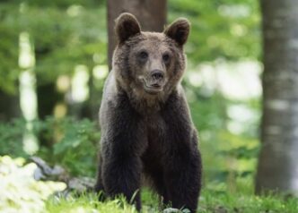 Man finds bear in living room as Japan readies licence to kill