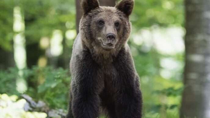 Man finds bear in living room as Japan readies licence to kill