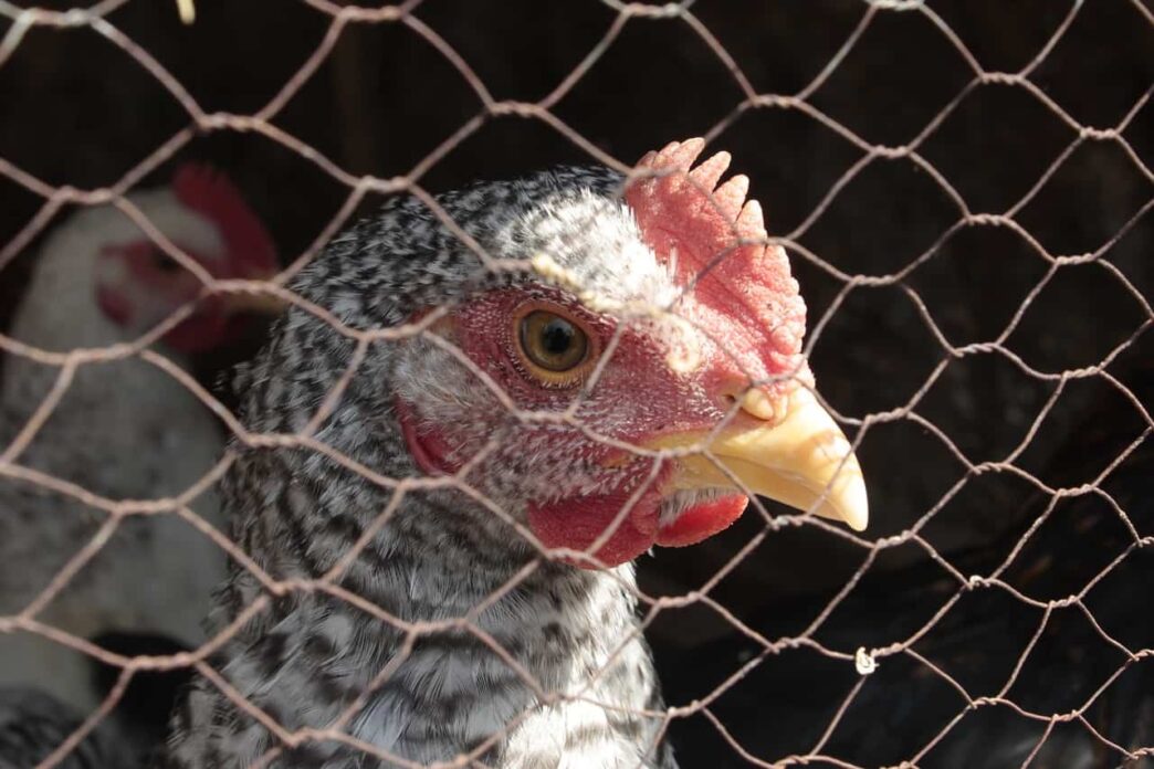 California Gov. Newsom declares state of emergency over bird flu