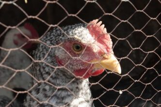 California Gov. Newsom declares state of emergency over bird flu
