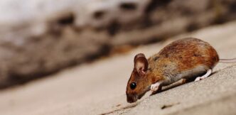 Mice add to Manchester United’s woes – report