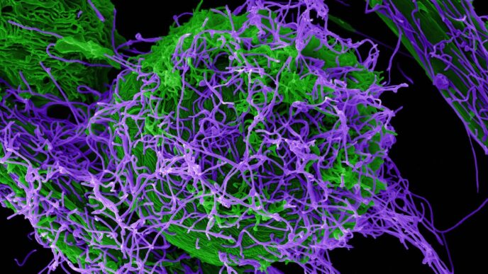 Lab holding Ebola in DRC’s Goma at risk amid fighting: Red Cross