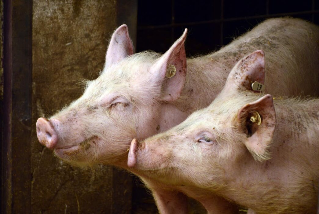 US greenlights pig kidney transplant trials