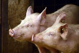 US greenlights pig kidney transplant trials