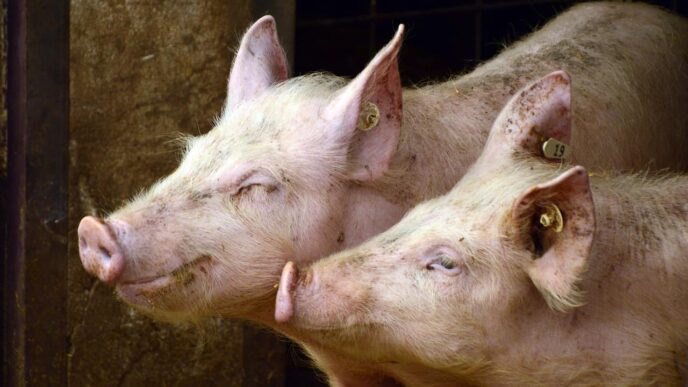 US greenlights pig kidney transplant trials