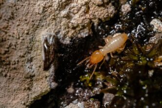 Effective Strategies for Homeowners to Prevent Termite Infestations