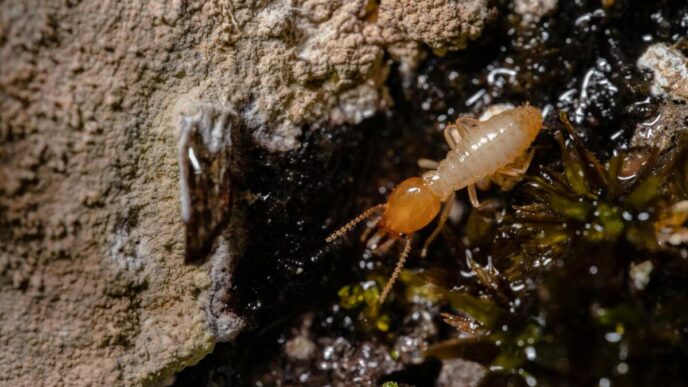 Effective Strategies for Homeowners to Prevent Termite Infestations