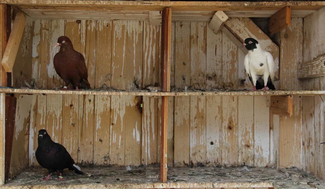 Dead pigeon, duck shutter Brazil zoo amid bird flu fears