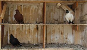 Dead pigeon, duck shutter Brazil zoo amid bird flu fears