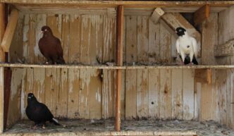 Dead pigeon, duck shutter Brazil zoo amid bird flu fears