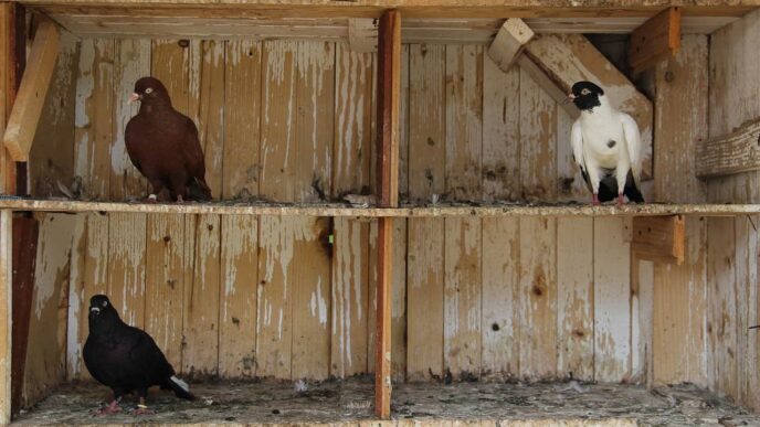 Dead pigeon, duck shutter Brazil zoo amid bird flu fears