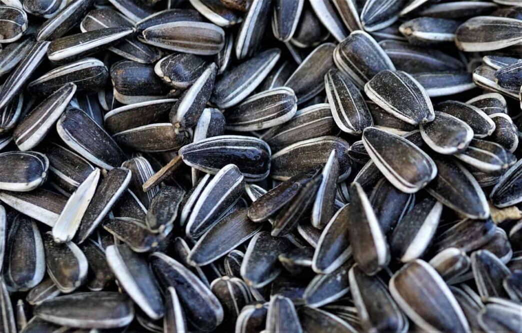 Best Seeds You Can Find in Walmart for Gardening Season