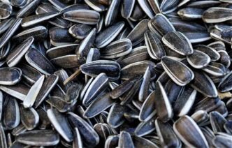 Best Seeds You Can Find in Walmart for Gardening Season