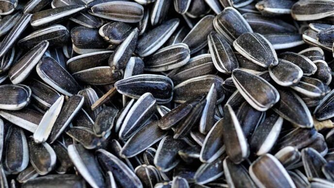 Best Seeds You Can Find in Walmart for Gardening Season